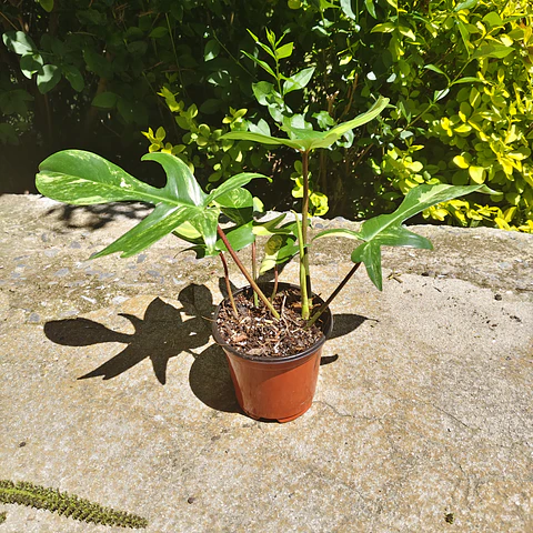 Philodendron Florida Beauty