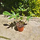 Philodendron Florida Beauty - Miniatura 2
