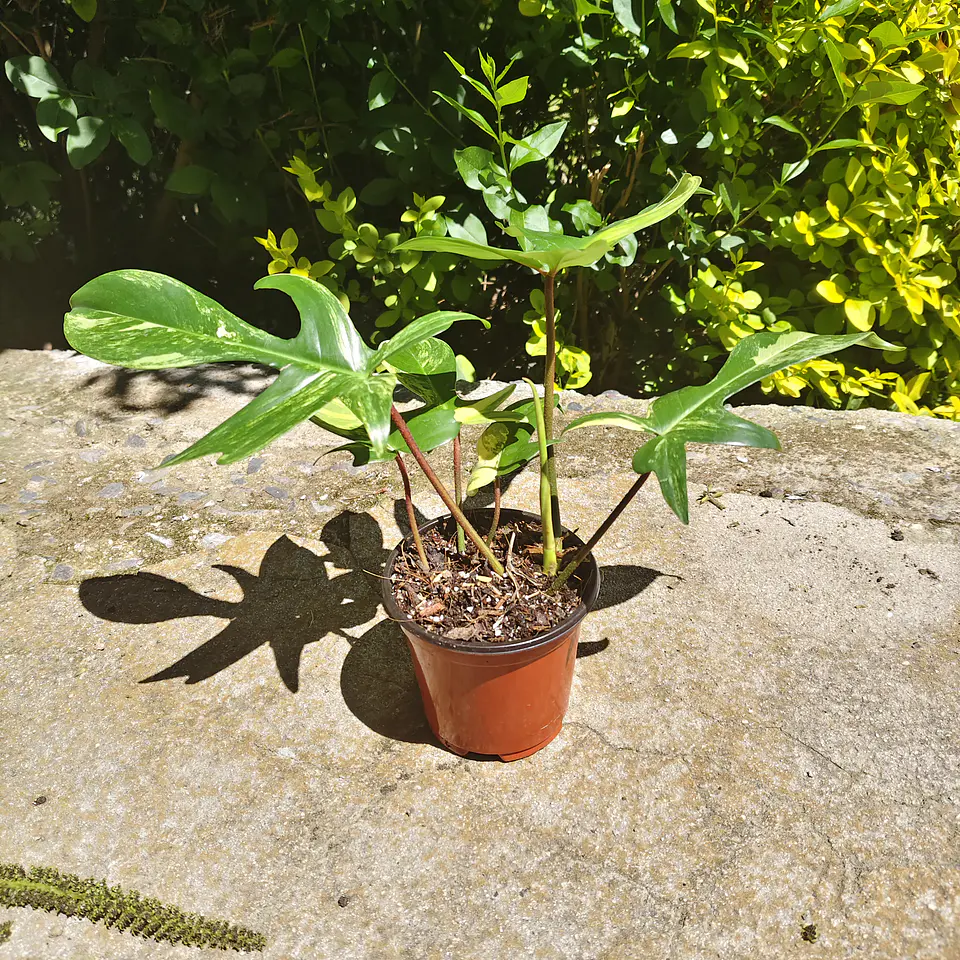 Philodendron Florida Beauty 2