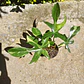 Philodendron Florida Beauty - Miniatura 3