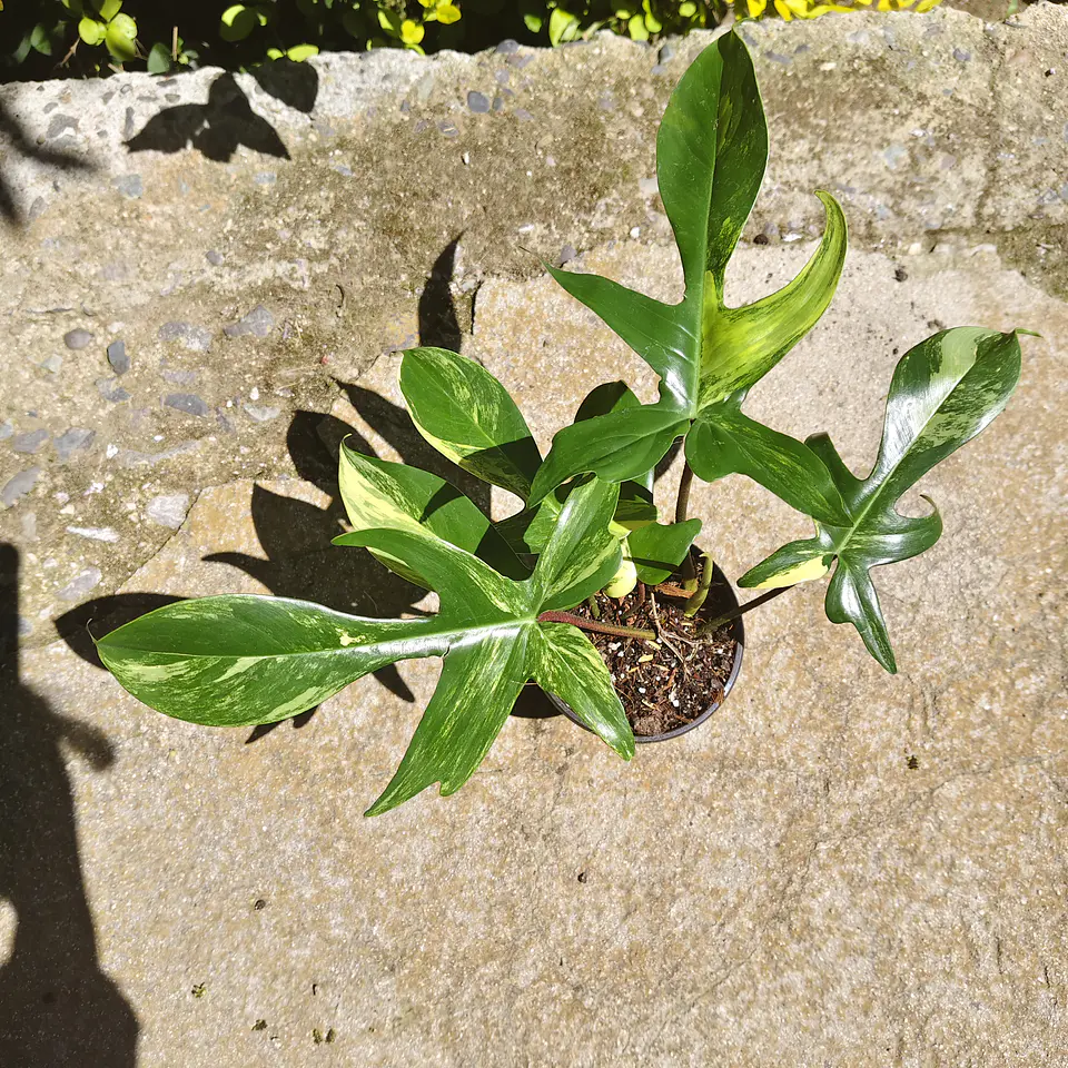 Philodendron Florida Beauty 3