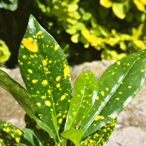 Croton Gold Dust 