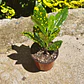 Croton Gold Dust  - Miniatura 4