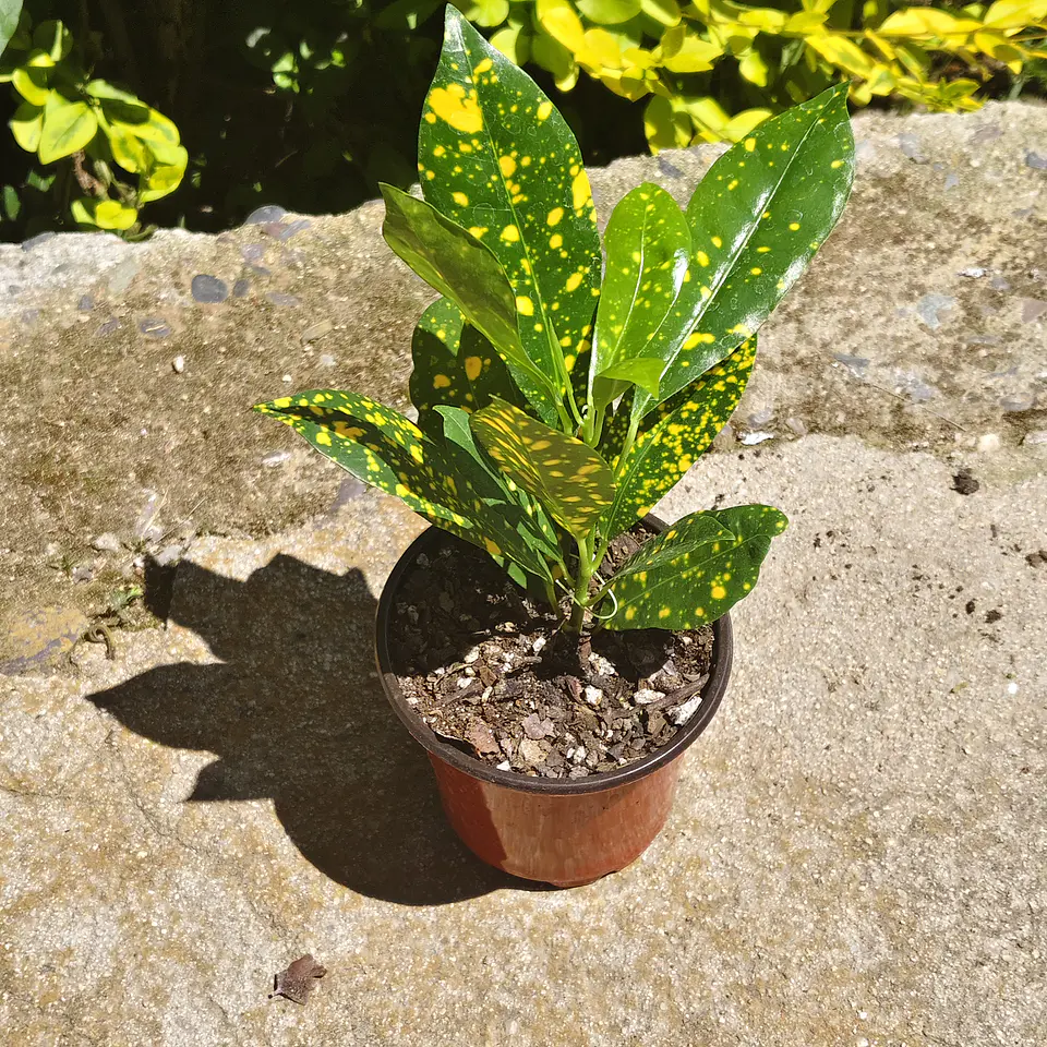 Croton Gold Dust  4