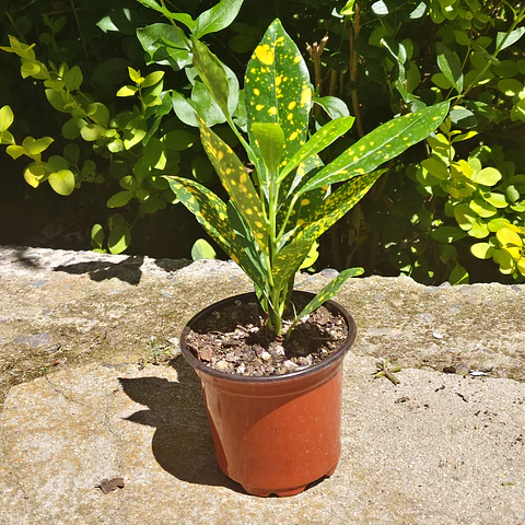 Croton Gold Dust 