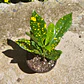 Croton Gold Dust  - Miniatura 3
