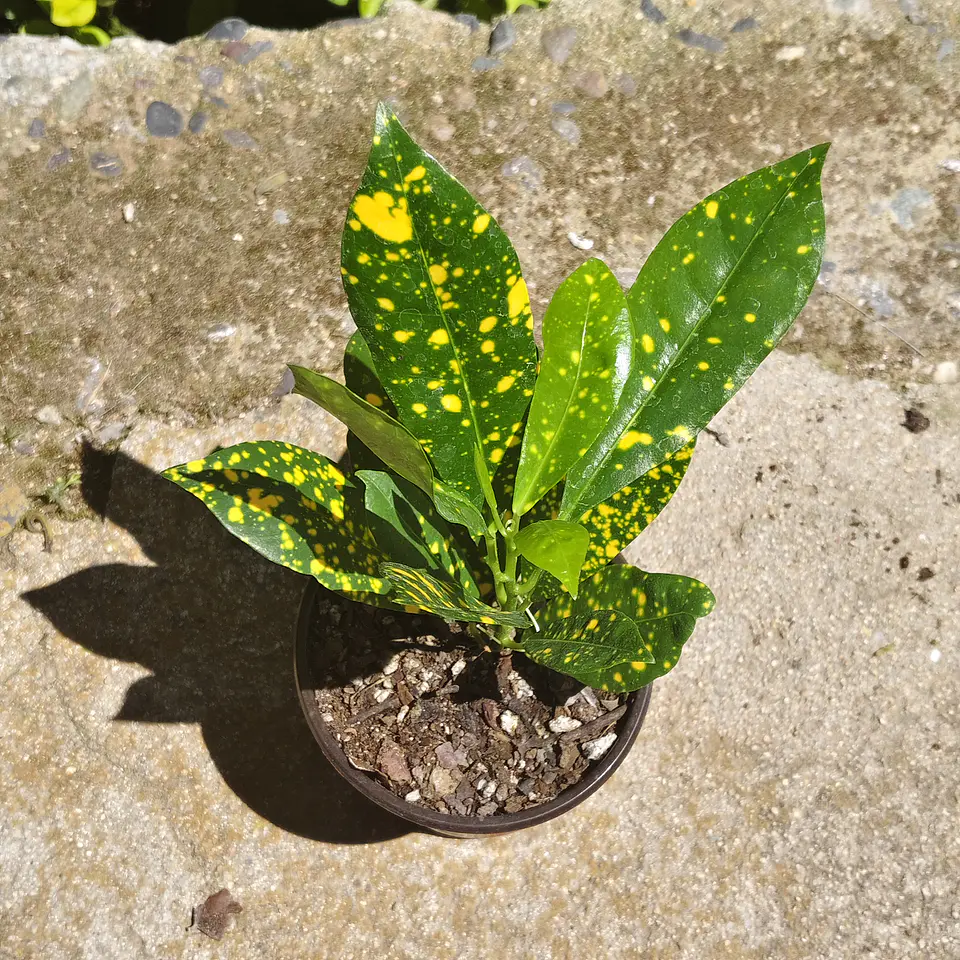 Croton Gold Dust  3