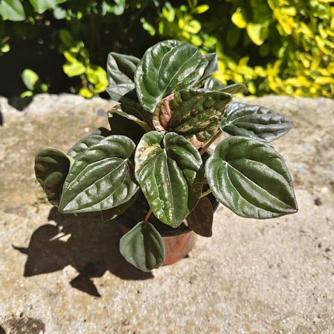 Peperomia Caperata