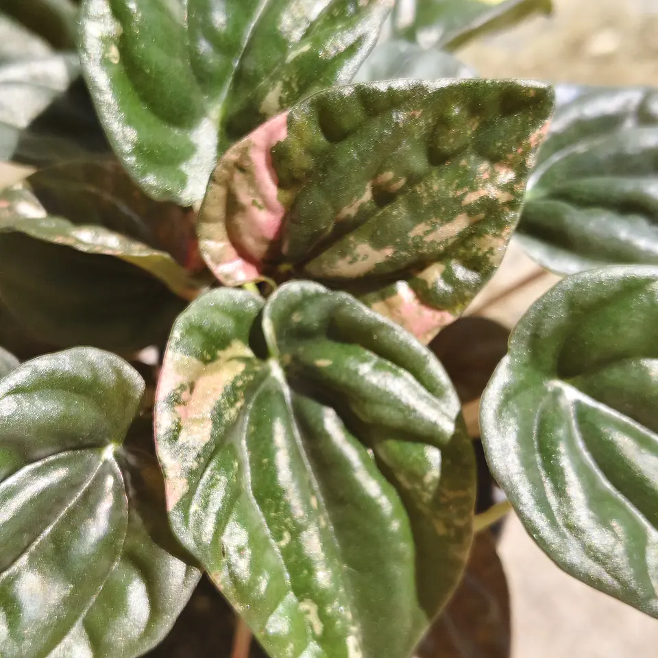 Peperomia Caperata 4