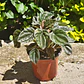 Peperomia Caperata - Miniatura 1