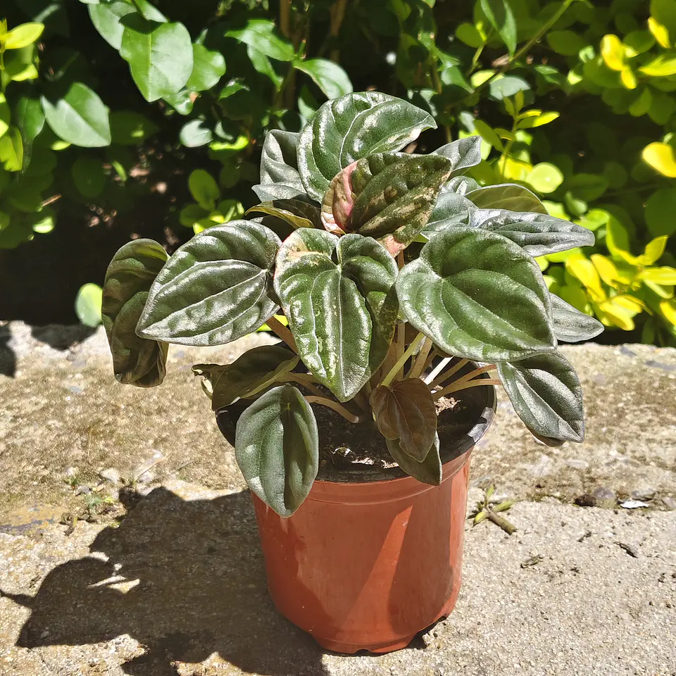 Peperomia Caperata 1