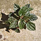 Peperomia Caperata - Miniatura 3