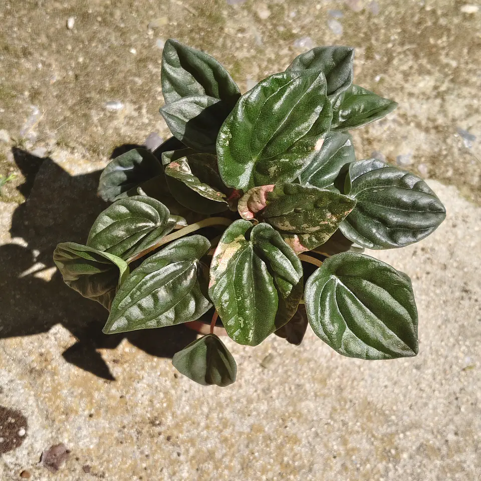 Peperomia Caperata 3