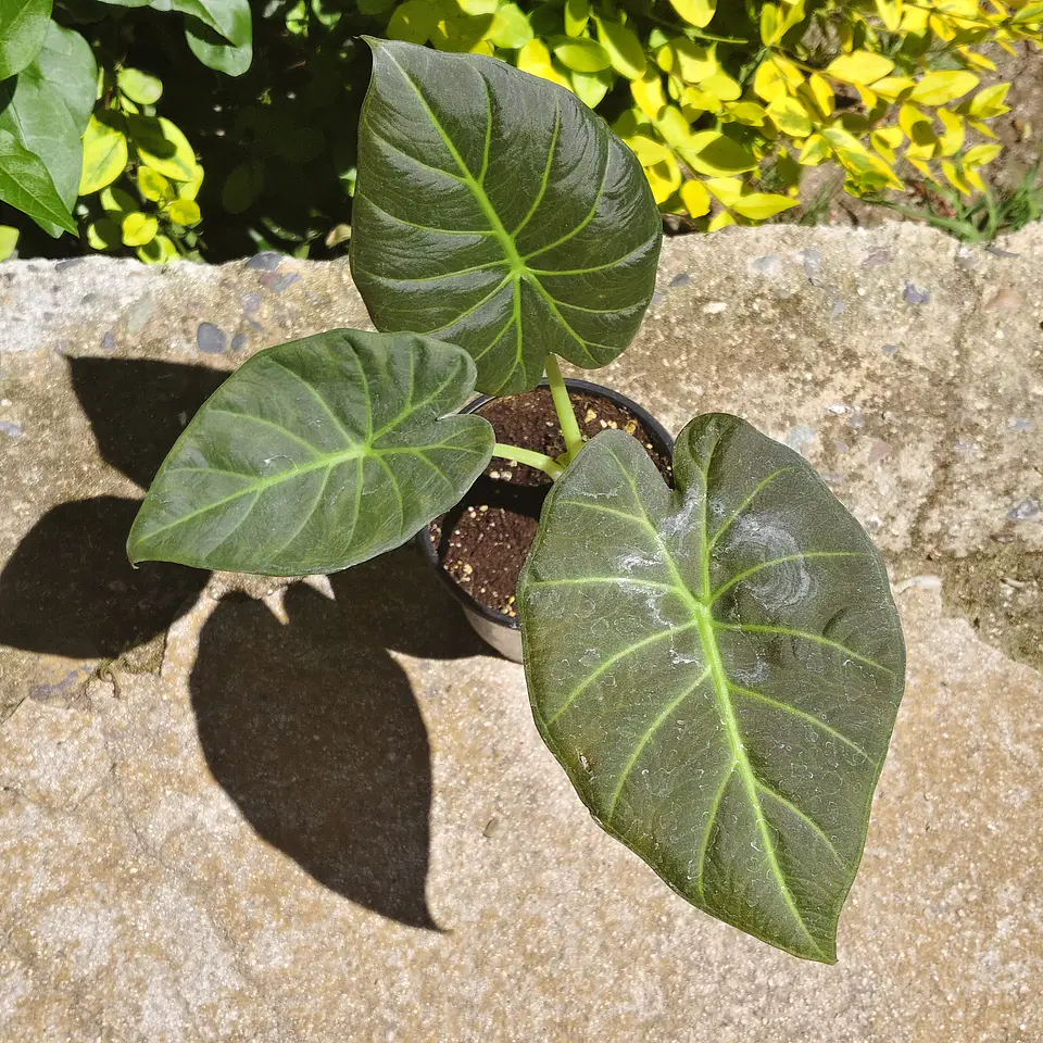Alocasia Regal Shields 4
