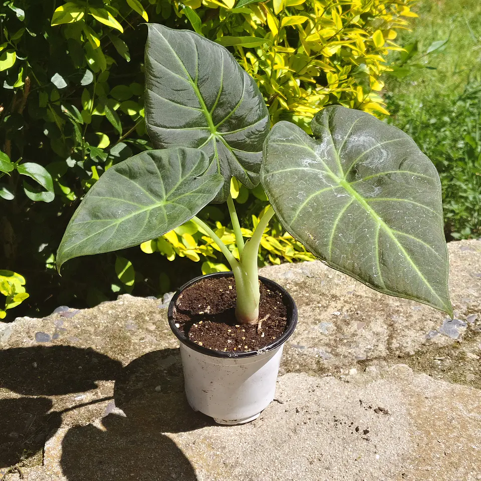 Alocasia Regal Shields 2