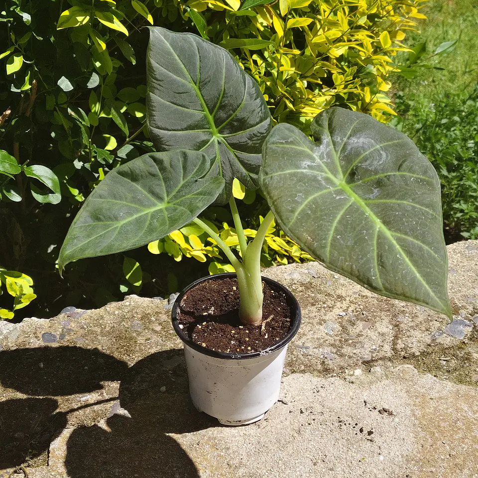 Alocasia Regal Shields 1