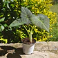 Alocasia Regal Shields - Miniatura 3