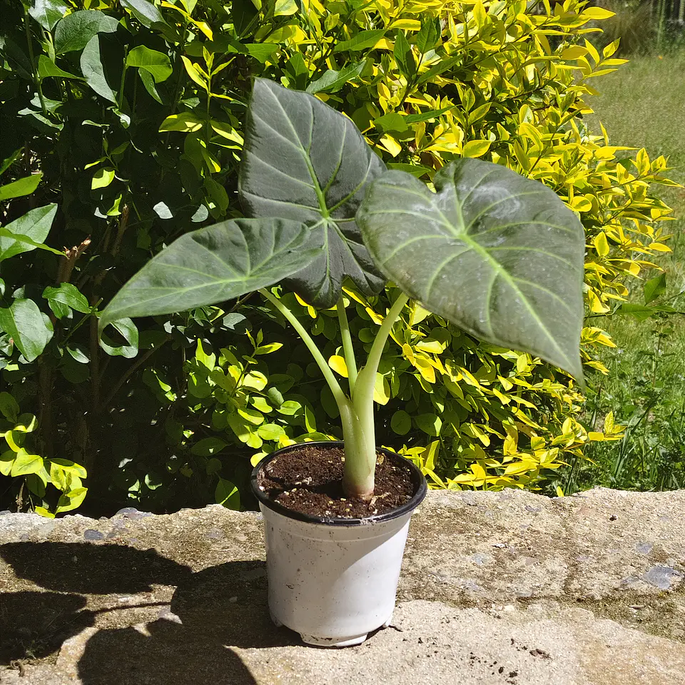 Alocasia Regal Shields 3