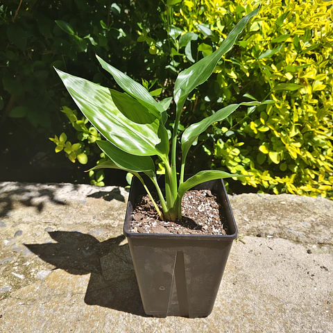 Strelitzia Reginae (Ave del paraiso)