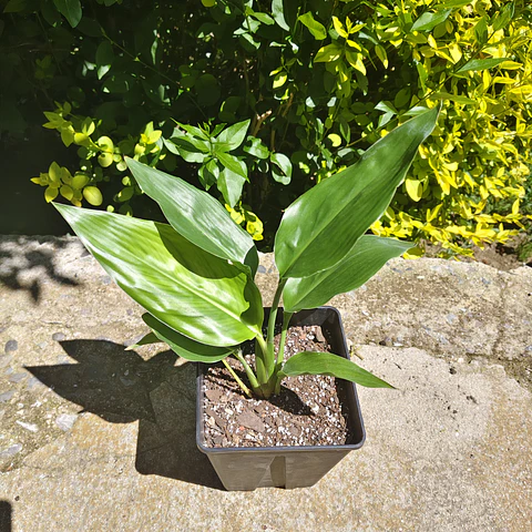 Strelitzia Reginae (Ave del paraiso)