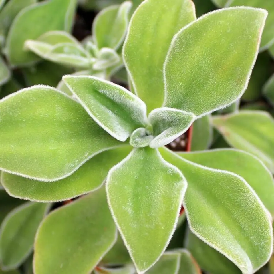 Echeveria coccinea 1