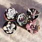 PACK 5 SUCULENTAS ROSADAS  - Miniatura 2