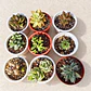 Promoción de 9 suculentas pequeñas - Miniatura 1