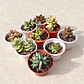 Promoción de 9 suculentas pequeñas - Miniatura 2