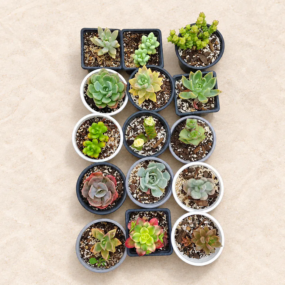 Pack 15 suculentas diferentes medianas 1