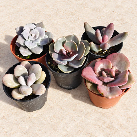 PACK 5 SUCULENTAS ROSADAS 