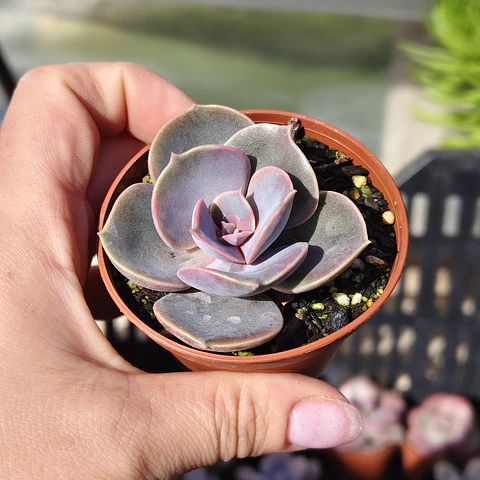 Echeveria Perle Von Nurnberg