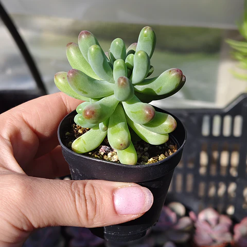 Sedum Pachyphyllum