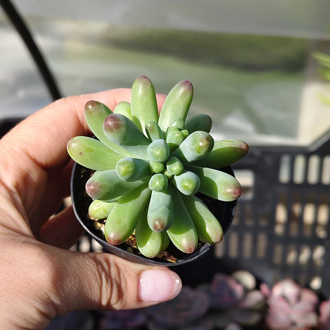 Sedum Pachyphyllum
