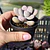Graptopetalum amethystinum