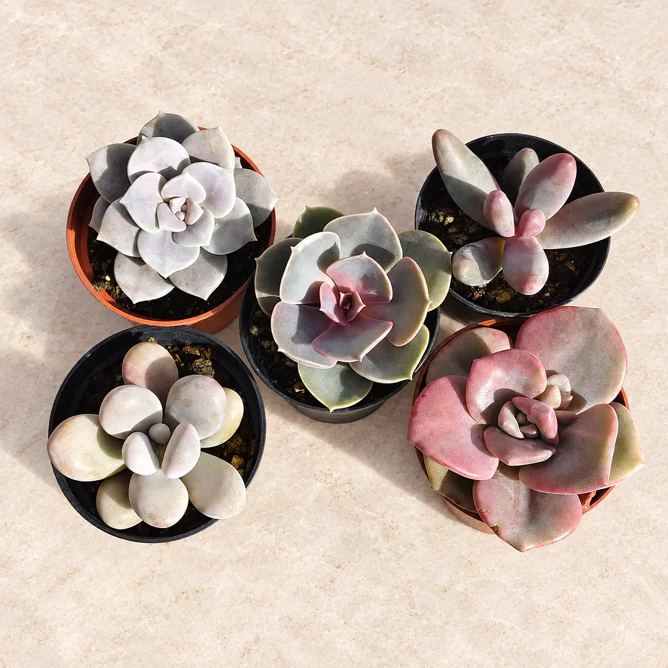 Pack de 5 suculentas rosadas 1