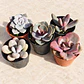 Pack de 5 suculentas rosadas - Miniatura 2
