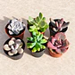 Pack 6 suculentas full color - Miniatura 1