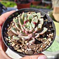 Echeveria Blood swallow  - Miniatura 5