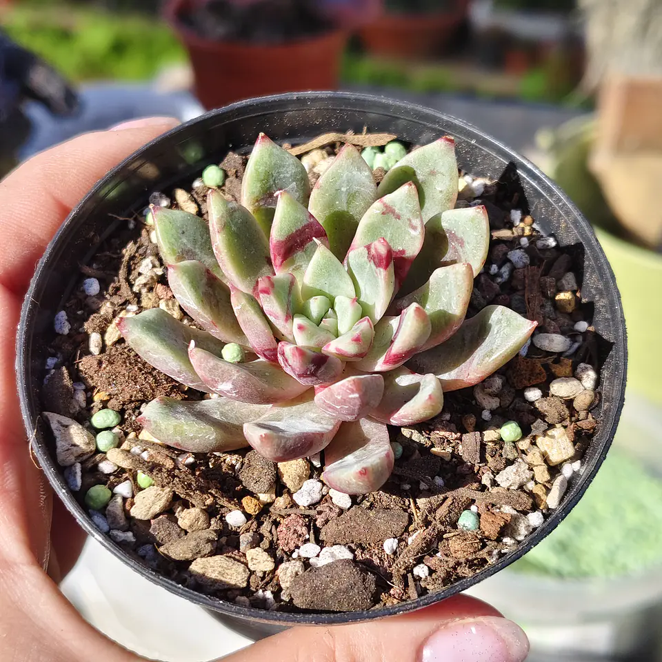 Echeveria Blood swallow  5