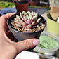 Echeveria Blood swallow  - Miniatura 4