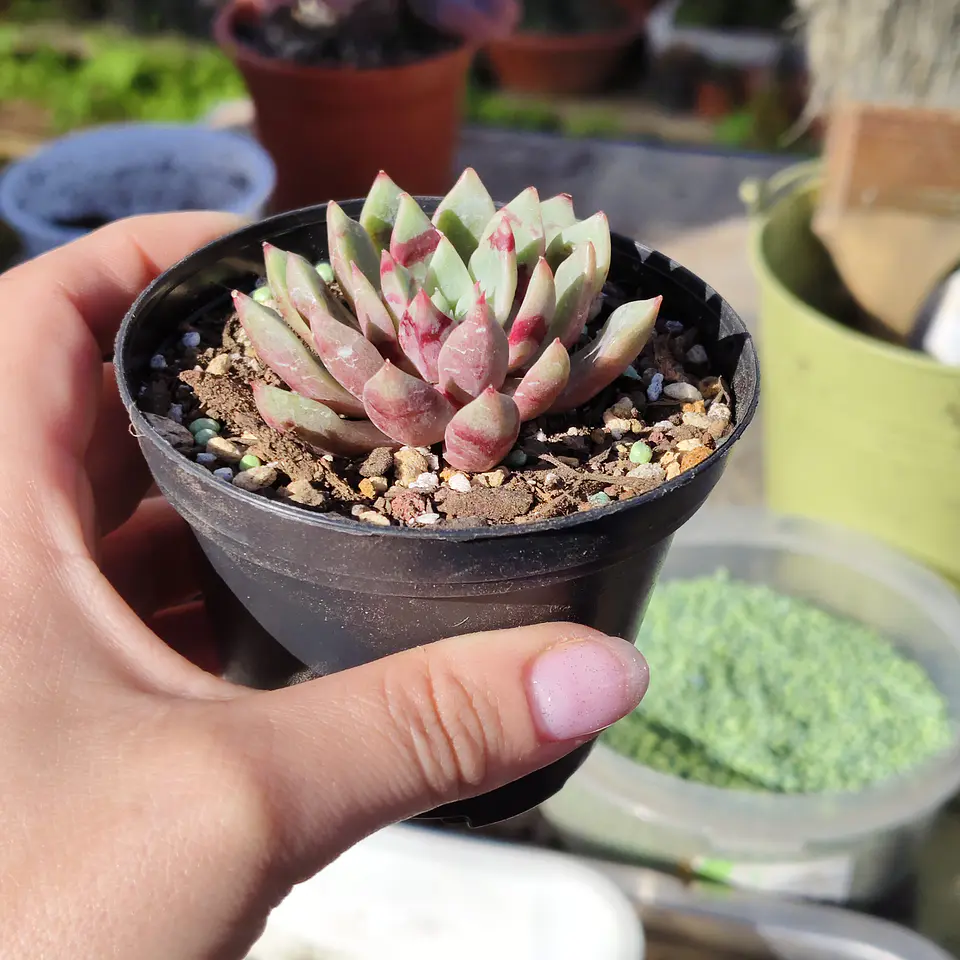 Echeveria Blood swallow  4