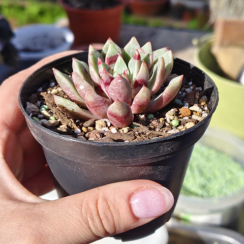 Echeveria Blood swallow 