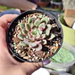 Echeveria Blood swallow  - Miniatura 3