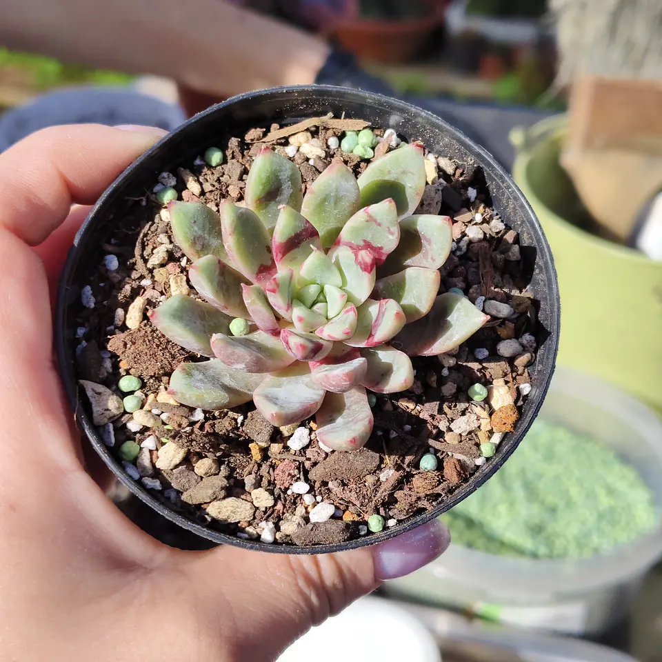 Echeveria Blood swallow  3