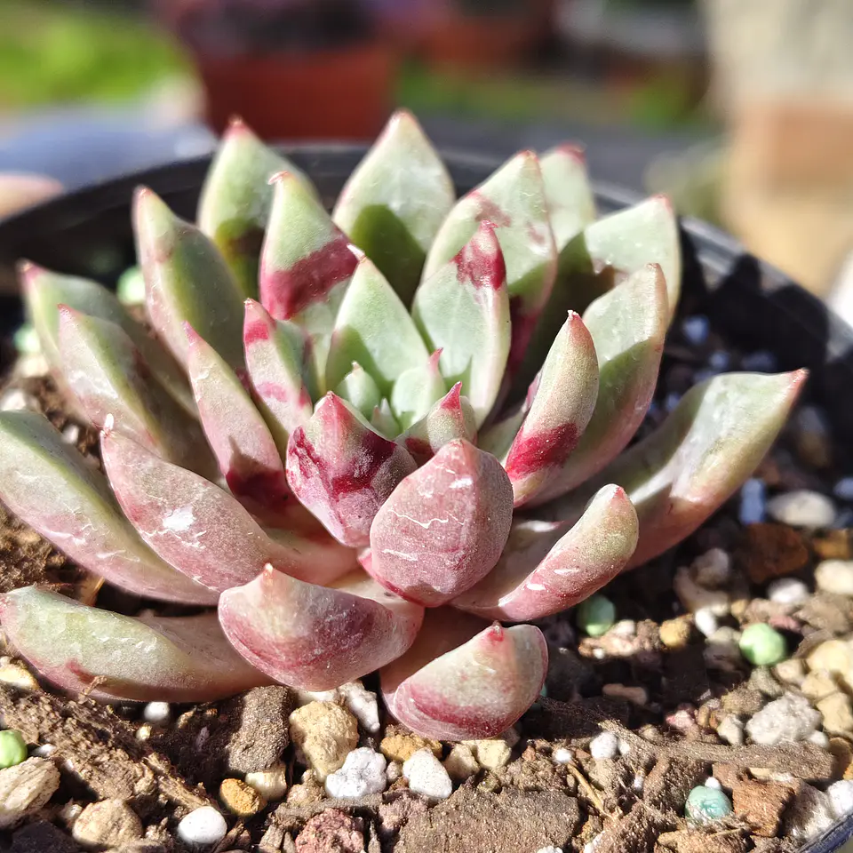 Echeveria Blood swallow  1