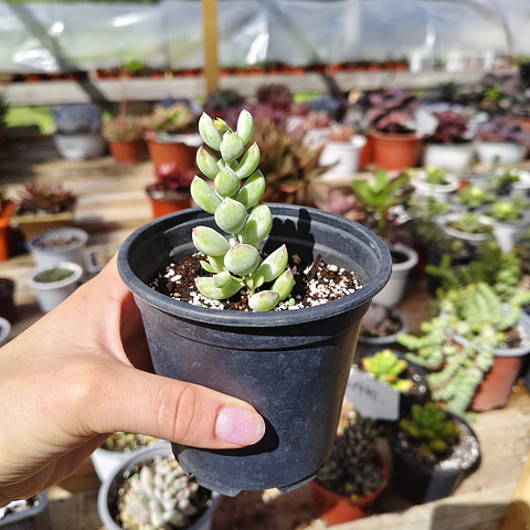 Cotyledon Pendens Variegado