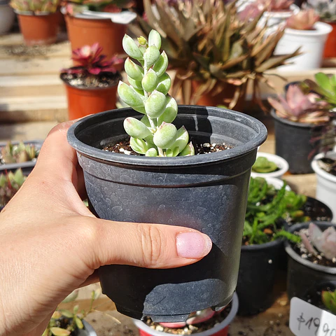 Cotyledon Pendens Variegado