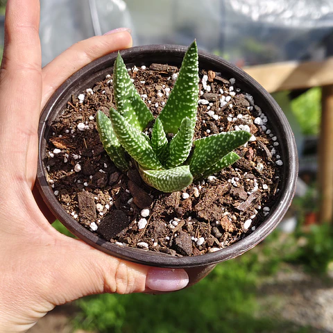 Gasterhaworthia Royal Highness