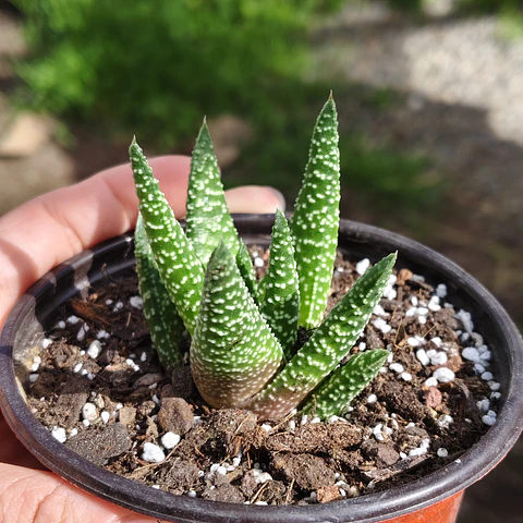 Gasterhaworthia Royal Highness