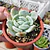 Echeveria Elegant Var. Giant 